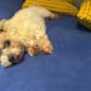 Louie - ein Hund zum Verlieben