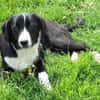 DALIAH -rundum tolles Hundekind-