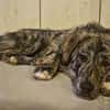 Zuhause gesucht für Sunny