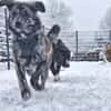 Zuhause gesucht für Sunny