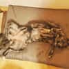 Zuhause gesucht für Sunny