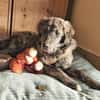 Zuhause gesucht für Sunny