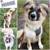 MOONIE -zutraulicher Junghund-