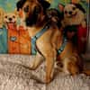 Soulfood dog Roxy sucht seine Mensche