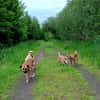 Soulfood dog Roxy sucht seine Mensche