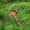 Soulfood dog Roxy sucht seine Mensche