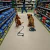 Soulfood dog Roxy sucht seine Mensche