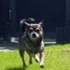 Yacky sucht sein Zuhause