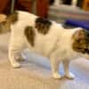 Taz, verschmuster Flauschkater, ca.10 M.
