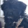 Ronja Welpe sucht IHre Familie!