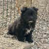Ronja Welpe sucht IHre Familie!