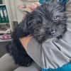 Ronja Welpe sucht IHre Familie!
