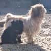 Ronja Welpe sucht IHre Familie!