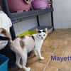 Mayette