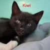 Kiwi