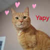 Yapy