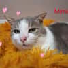 Mimine