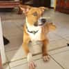 ALOKA le beau gosse créole