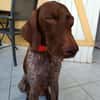 KIARA La belle Setter chocolat