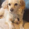 CHARLIE