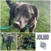 JOLINO * feiner Bub sucht Anschluss