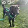 JOLINO * feiner Bub sucht Anschluss