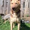 Tom in der Tierherberge Donzdorf