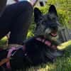 Fröhliche Terrier-Mix-Hündin Finja sucht
