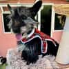Fröhliche Terrier-Mix-Hündin Finja sucht