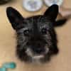 Fröhliche Terrier-Mix-Hündin Finja sucht