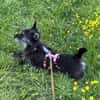 Fröhliche Terrier-Mix-Hündin Finja sucht