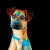 Maddox sucht dich!