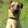 Maddox sucht dich!