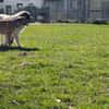 Maddox sucht dich!