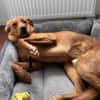 Schmuse-Schatz ♥Veit♥ in 65933 Frankfurt