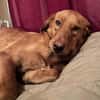 Schmuse-Schatz ♥Veit♥ in 65933 Frankfurt
