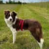Border Collie Faye wartet in Deutschland