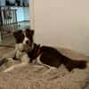 Border Collie Faye wartet in Deutschland