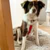 Border Collie Faye wartet in Deutschland