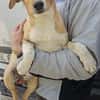 Sanela, 4 Monate, sucht Anschluss