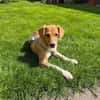 Sanela, 4 Monate, sucht Anschluss
