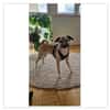Darcy sucht ein Zuhause