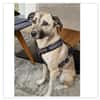 Darcy sucht ein Zuhause