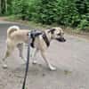 Darcy sucht ein Zuhause