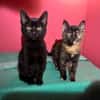 Verträgliches Katzenpaar Luz & Sombra