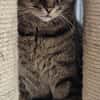 Hanno, ein Kater zum Verlieben