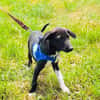 Rita ein Labbymix Mädchen