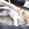 Chester-Kleiner Schatz