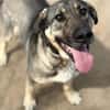 Simon (Strolch- Lebensfroher Herzenshund