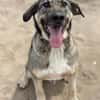 Simon (Strolch- Lebensfroher Herzenshund